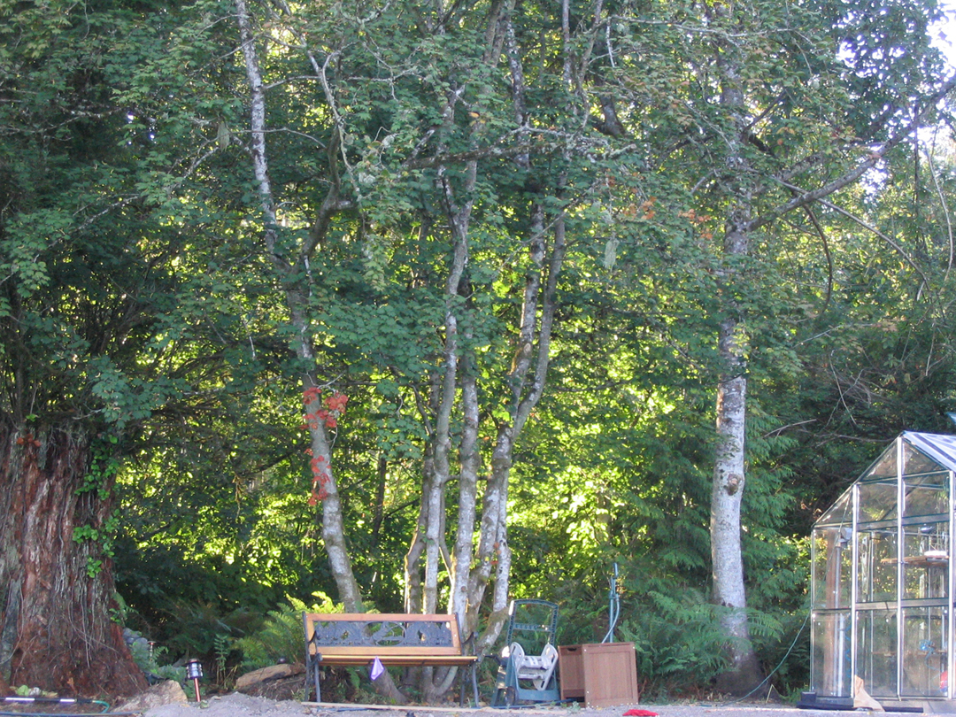 Bench and greenhouse 2.jpg 1143.9K